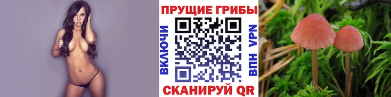 Псилоцибиновые грибы Cubensis Рудня